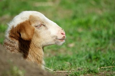 Close-up of sheep on field