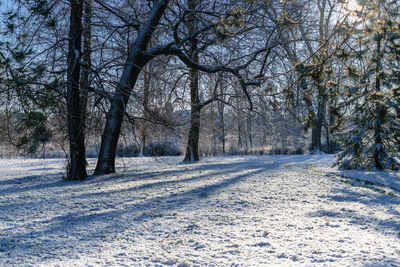 Snow covered road amidst trees in forest