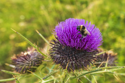 Close-up of bee pollinating on purple flower