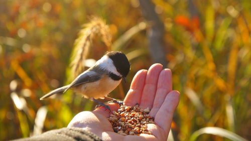 Close-up of chickadee perching on hand