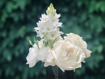 Close-up of white rose