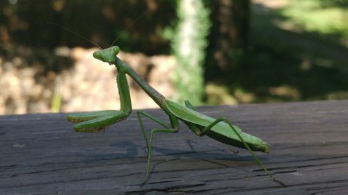 Close-up of grasshopper on leaf