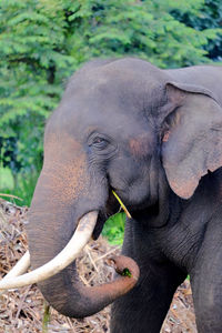 Elephant eating in pinnawala elephant orphanage sri lanka. curled trunk.