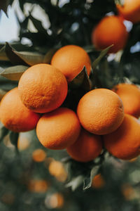 Fruits growing on tree