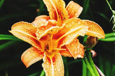 Close-up of wet orange flowers blooming outdoors