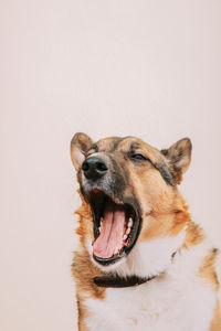 Close-up of dog against white background