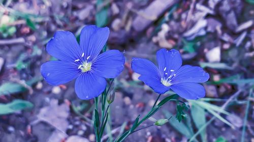 Close-up of purple flowering plant