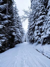 Snow covered road amidst trees