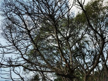 Low angle view of bare tree against sky