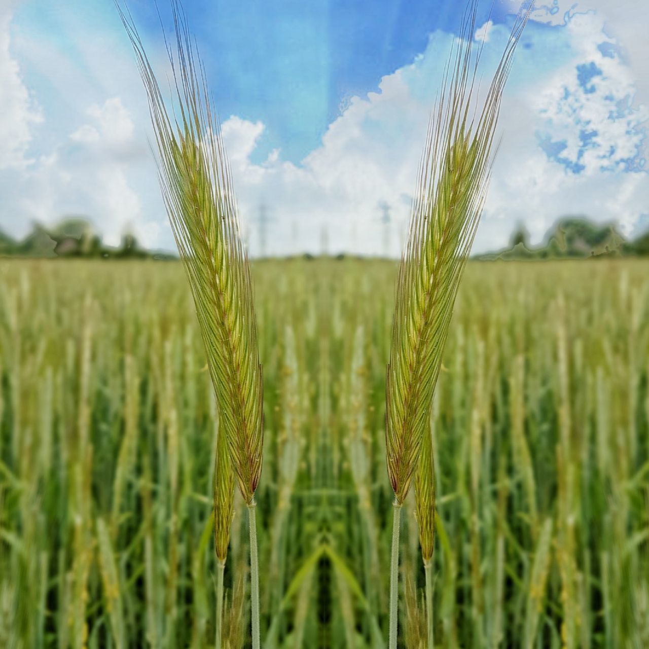 agriculture, cereal plant, crop, field, growth, landscape, sky, land, plant, farm, rural scene, cloud - sky, nature, wheat, close-up, focus on foreground, environment, day, tranquility, beauty in nature, no people, outdoors