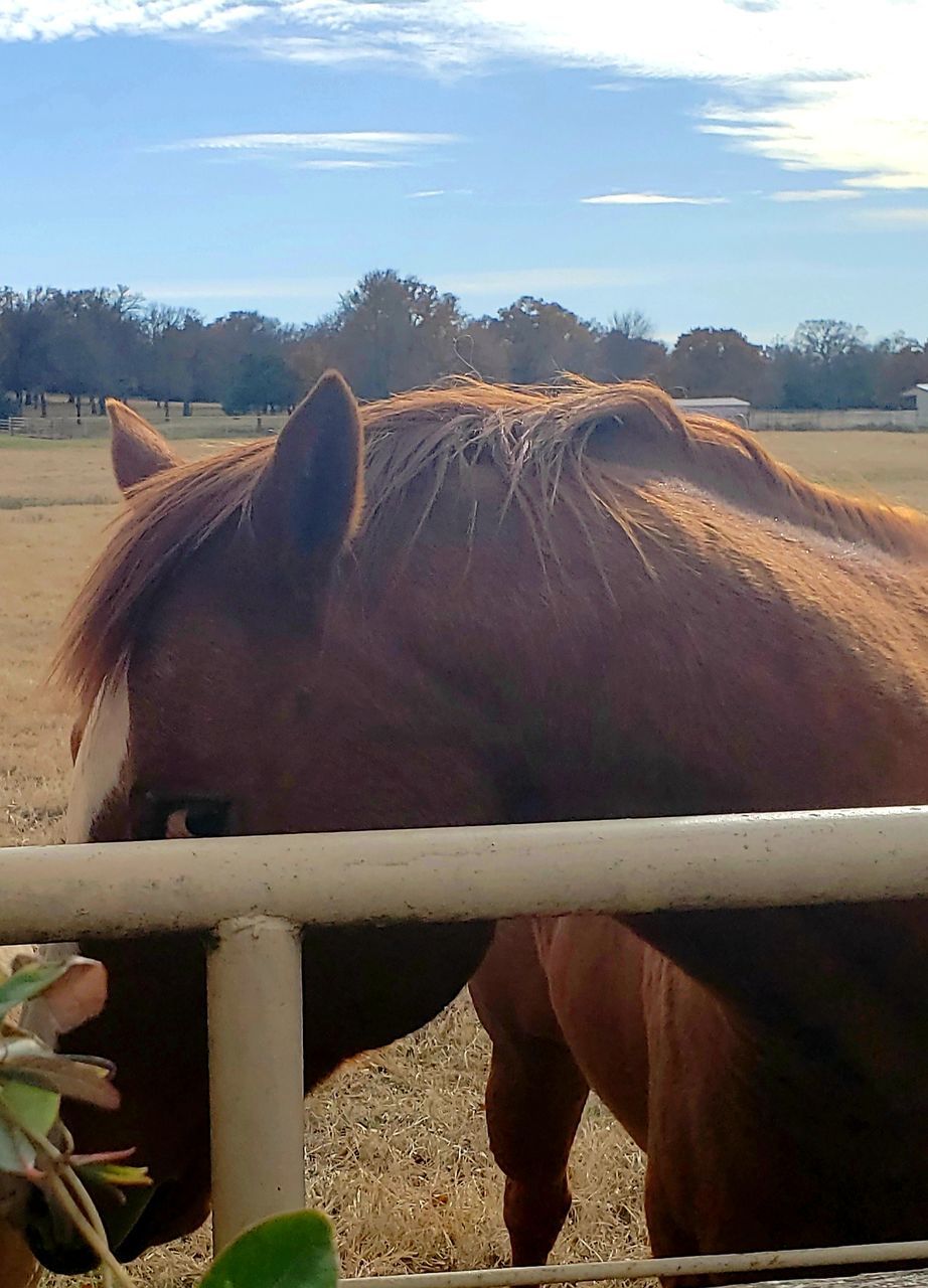 mammal, sky, animal, horse, animal themes, domestic animals, domestic, livestock, pets, landscape, one animal, animal wildlife, vertebrate, nature, land, field, no people, day, environment, animal body part, herbivorous, animal head, outdoors, paddock, ranch