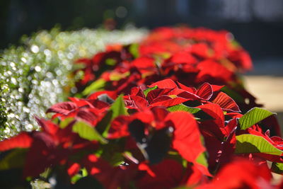 Close-up of red flowering plant