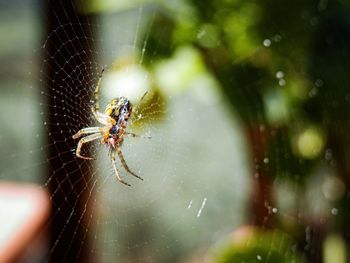 Close-up of spider on web