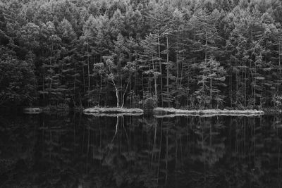 Trees by lake in forest