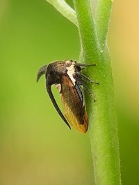 Close-up of butterfly