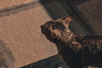 Close-up of a dog looking away