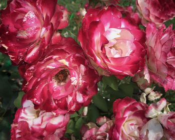 Close-up of fresh pink roses