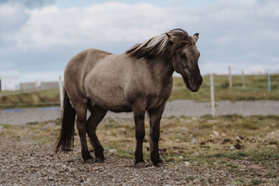 Horse standing on field