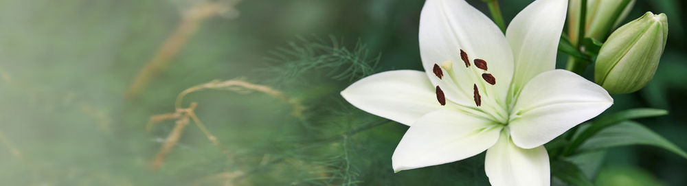 Close-up of white flowering plant