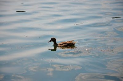 High angle view of ducks swimming in lake