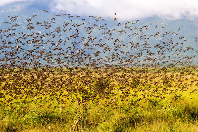 Flock of starlings in the savannah of tsavo east park in kenya