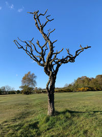 Bare tree on field against sky