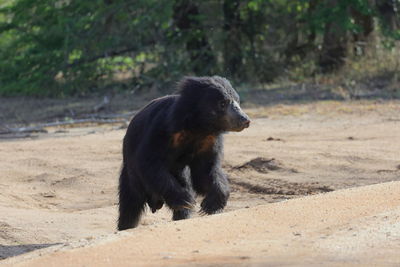 Monkey on sand at beach