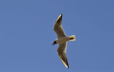 Low angle view of seagull flying in sky