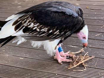 Close-up of owl eating food