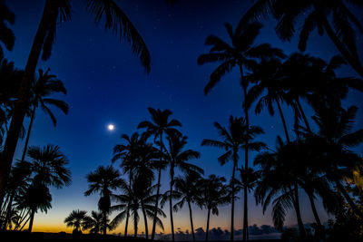 Low angle view of palm trees at sunset