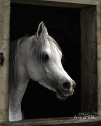 Close-up of horse in stable