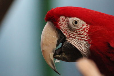 Close-up of a parrot