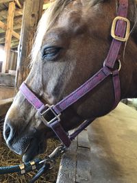 Close-up of horse in stable