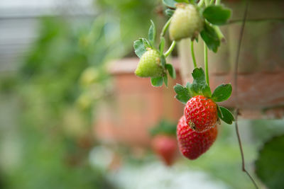 Strawberries growing in hanging basket