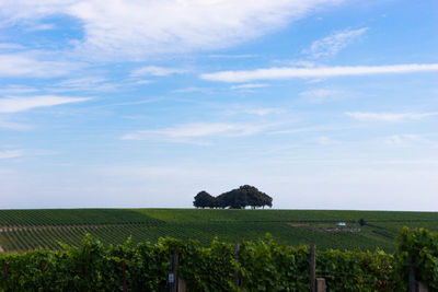 Scenic view of field against clear sky