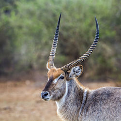 Waterbuck standing in forest