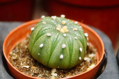 Close-up of wet succulent plant