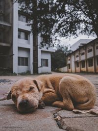 View of dog relaxing outside house