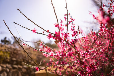 Close-up of pink cherry blossom on tree