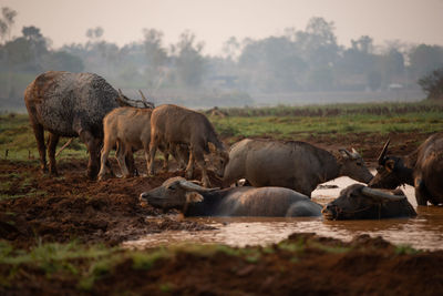 Horses in a field