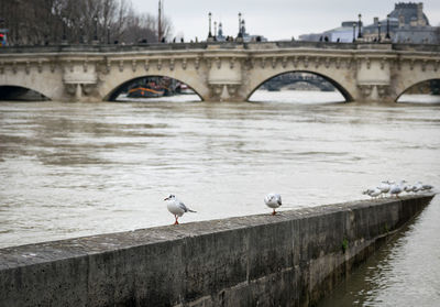 Birds perching on footbridge over river against sky