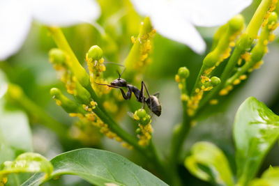 Close-up of insect on plant