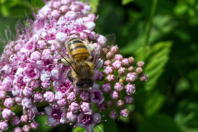 Close-up of bee pollinating on purple flower