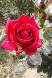 Close-up of red flower