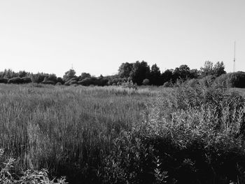 Scenic view of field against clear sky