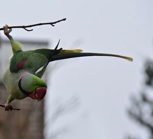 Close-up of bird on tree