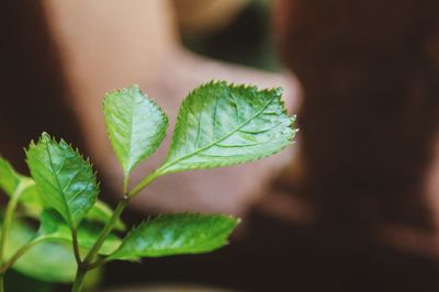 Close-up of green leaves