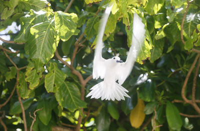 Close-up of white flowers blooming outdoors