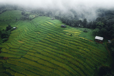 Scenic view of agricultural field