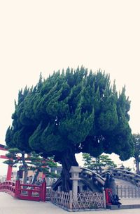 Trees in city against clear sky